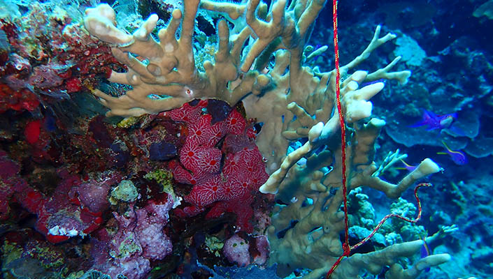 Corals in Papua New Guinea taken during the Tara Pacific expedition in 2017. Credit Olivier Thomas. 