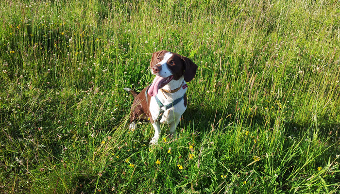 Brown and White dog sitting in grass