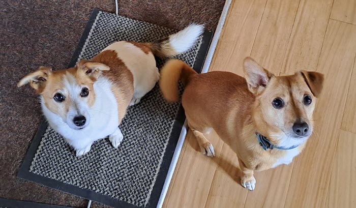Two Jack Russel Terriers looking up at the Camera