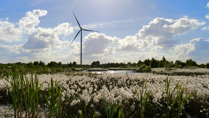Mountlucas Bog Cotton