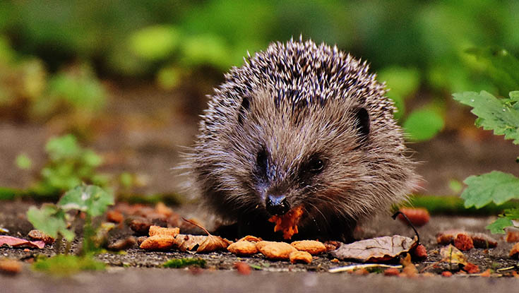 Hedgehog