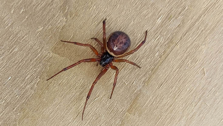 Female noble false widow. Credit: Dr John Dunbar, Venom Systems Lab at NUI Galway.
