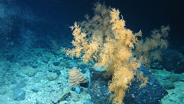 Photo of Black corals on the ocean floor in an Irish submarine canyon. Photo taken with the ROV Holl