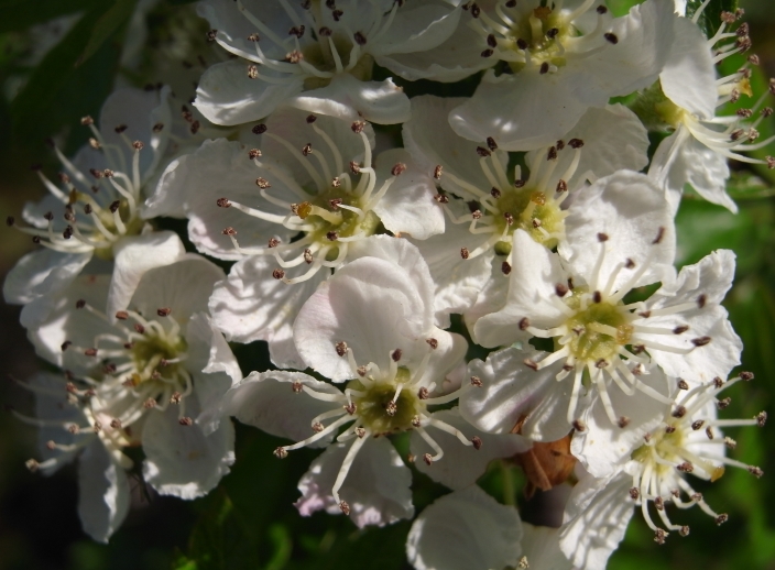 Plant Systems Biology lab