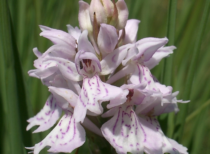 Plant Development and Epigenetics